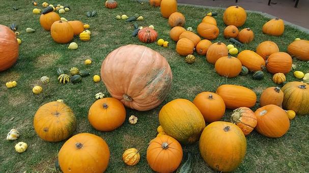 かぼちゃ かぼちゃ ハロウィン,かぼちゃ,南瓜の写真素材