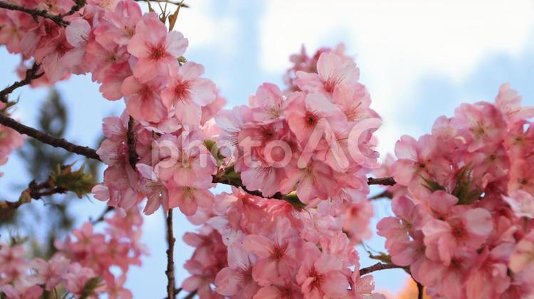 下田白浜神社境内の河津桜 桜,春,花の写真素材