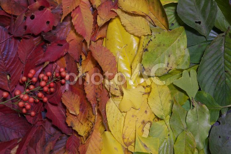 秋の赤、オレンジ、黄色、黄緑、緑色の葉 葉,秋,赤の写真素材