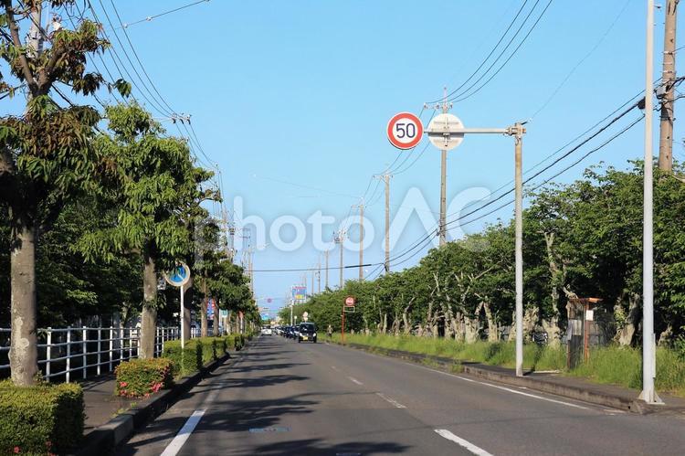 道の両側の新緑の街路樹 道路,街路樹,両側の写真素材