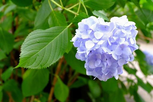 あじさい あじさい あじさい,紫,花の写真素材