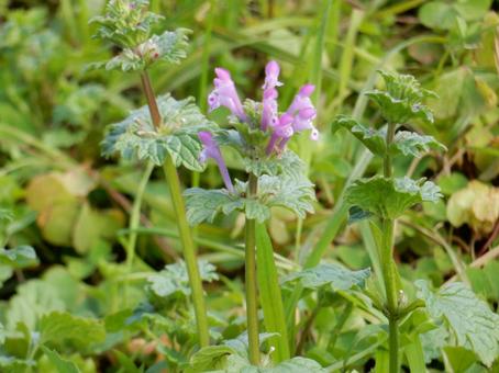 【花の写真】ホトケノザ（仏の座） ホトケノザ,仏の座,花の写真素材