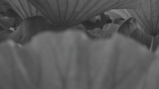 蓮 [白黒/淡]版 縦横16:9 蓮,白黒,モノクロの写真素材