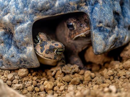 ヒキガエルのアップ ナンブヒキガエル,動物,自然の写真素材