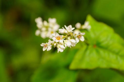 秋の野原に咲くヒメウツギの白い花 花,植物,自然の写真素材