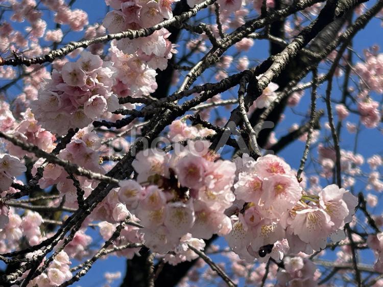 安行桜3 桜,さくら,春の写真素材