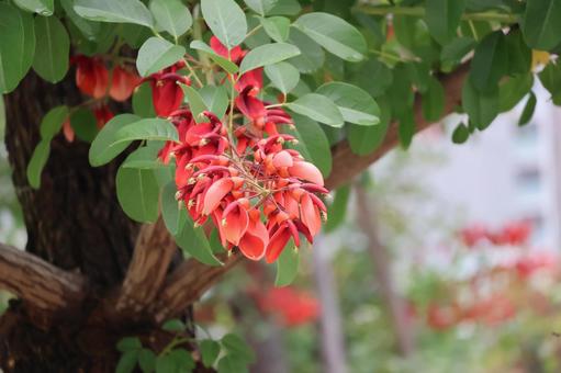 赤いアメリカデイゴの花の咲く花木 赤いアメリカデイゴの花の咲く花木の写真