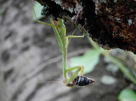 【昆虫写真】カマキリ 【昆虫写真】カマキリの写真