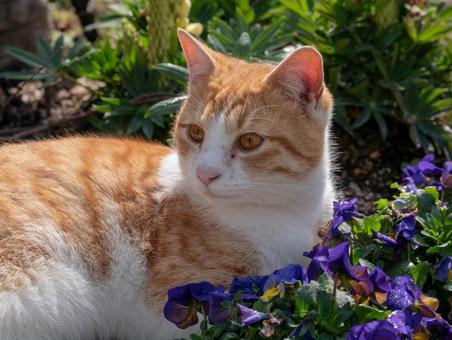 猫 猫 猫,動物,生き物の写真素材