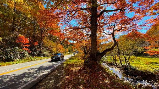 紅葉のせせらぎ街道 紅葉のせせらぎ街道 紅葉,せせらぎ街道,秋の写真素材
