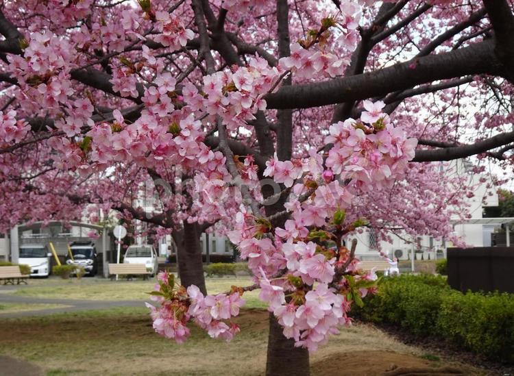 小さな公園の桜-25 公園,桜,花びらの写真素材