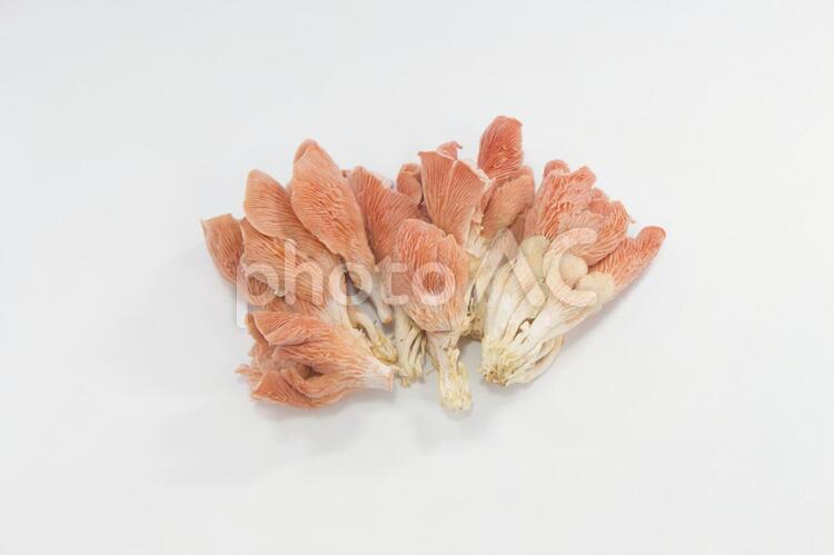   トキイロヒラタケ トキイロヒラタケ,平茸,キノコの写真素材