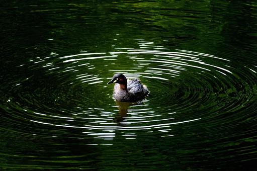 水輪をつくったカイツブリの写真