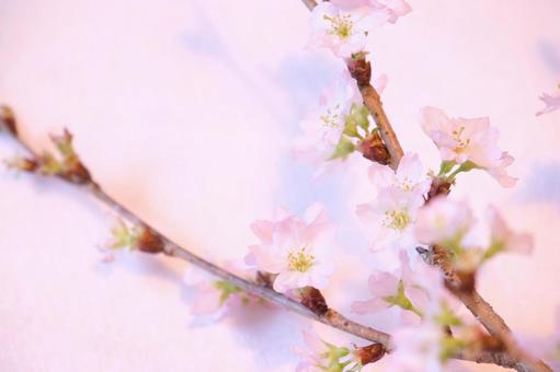 桜 桜の写真