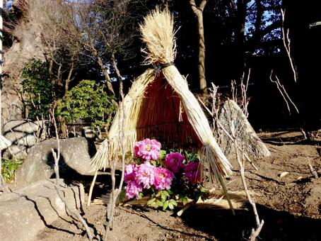 鶴岡八幡宮・1月下旬のぼたん園風景その6 ぼたん,花,植物の写真素材
