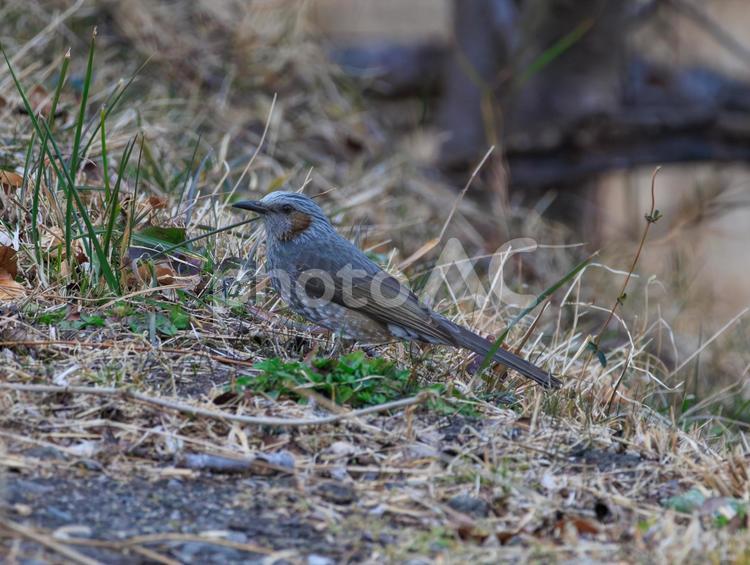 野原で撮影したヒヨドリです。 ヒヨドリ,野鳥,小鳥の写真素材