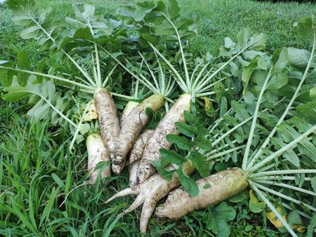 夏のダイコン 野菜,大根,ダイコンの写真素材