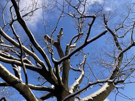 冬の木立と青空 冬の木立と青空の写真