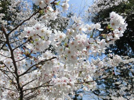 桜 桜の写真