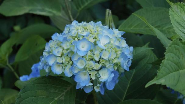 Hydrangea, JPG Hydrangea, JPG