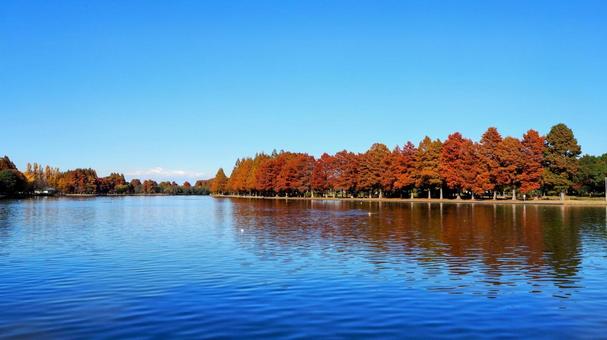 水元公園の紅葉・煉瓦色の木立＆池・葛飾区 秋,水元公園,紅葉の写真素材