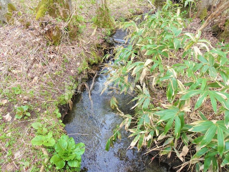 森の中の穏やかな川の流れ 川,せせらぎ,水面の写真素材