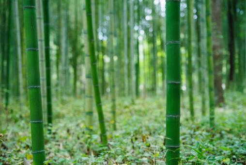 奥行きのある竹林 奥行きのある竹林の写真