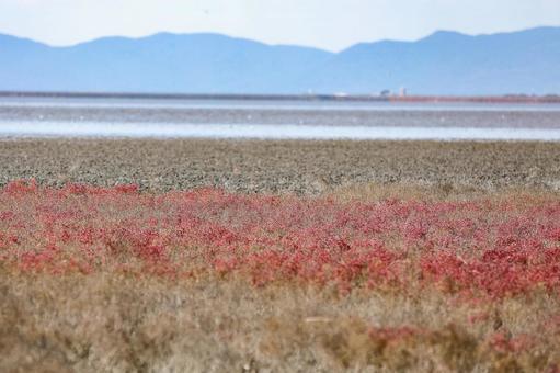 海の紅葉　シチメンソウ 紅葉,海岸,シチメンソウの写真素材