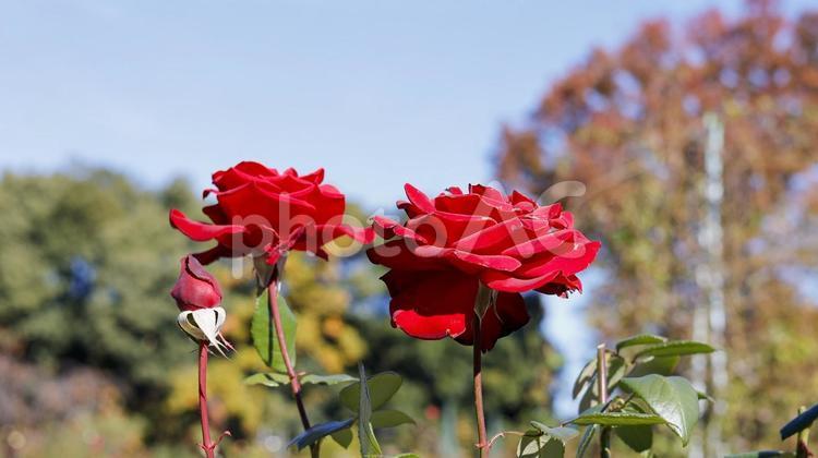 【花の写真】ばらの花 rose,植物,園芸の写真素材