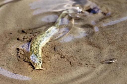 田んぼのドジョウ ドジョウ,泥鰌,田んぼの写真素材