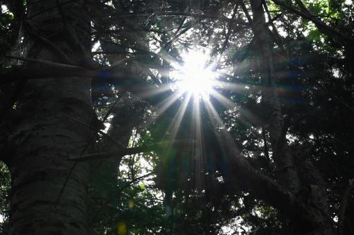 日が入る林 太陽,気持ちい,日がきれいの写真素材