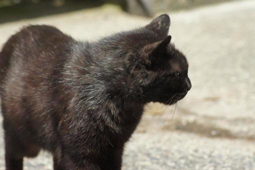 ねこ にゃんこ,可愛い,野良猫の写真素材