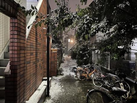 東京2月:駐輪場の積雪 2022 東京2月:駐輪場の積雪 2022 雪,積雪,樹木の写真素材