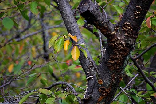 色づき始めたサクラの葉 サクラ,桜,ソメイヨシノの写真素材
