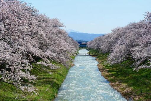 春の四重奏で知られる、舟川べり桜並木。 桜,さくら,花見の写真素材