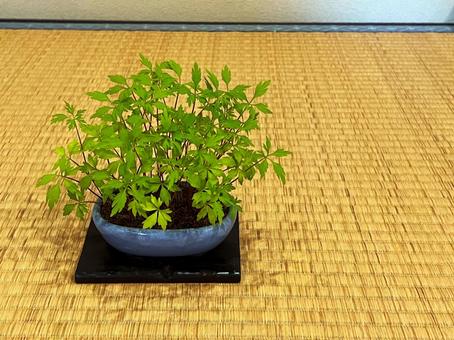 鉢植え 鉢植え 鉢植え,緑,エイザンスミレの写真素材