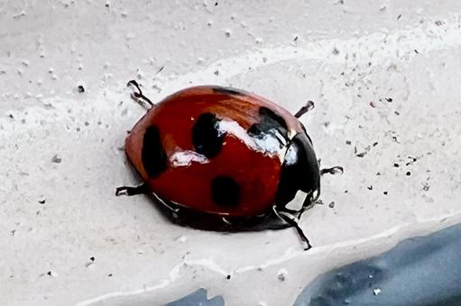 てんとうむしの写真