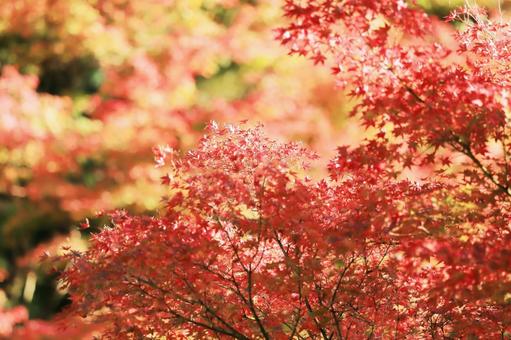 赤く色づく秋の紅葉 紅葉,秋,もみじの写真素材