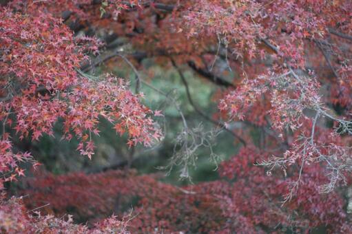 紅葉10 紅葉,公園,秋の写真素材