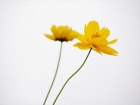 背景に合うキバナコスモスの写真