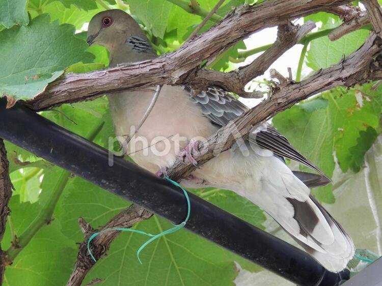 生き物　鳩 野鳩,ぶどう棚,庭先の写真素材