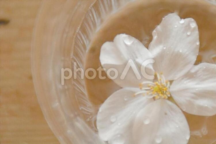 水に浮かべた桜 水に浮かべた,水,ナチュラルの写真素材