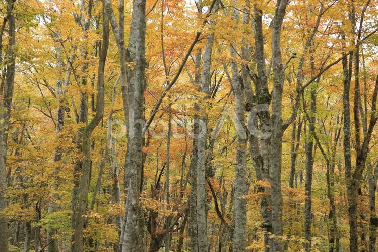 鮮やかな白樺の紅葉 大山,伯耆大山の麓,紅葉の写真素材
