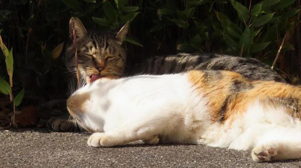 グルーミングが微笑ましいラブラブな猫様達 三毛猫,猫,キジトラの写真素材