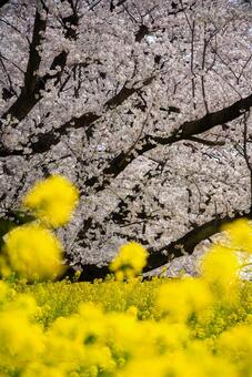 桜と菜の花が織りなす春景色 桜,さくら,菜の花の写真素材