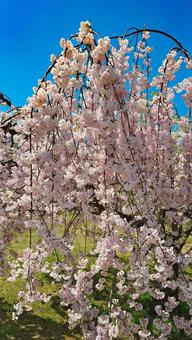 Cherry blossoms along the Futaba Village Historical Walkway in Hiroshima, JPG
