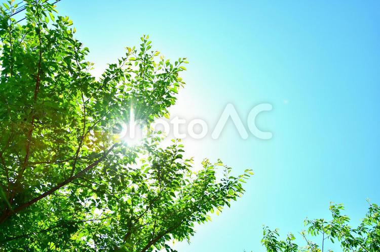 新緑の木漏れ日 緑,木々,葉っぱの写真素材