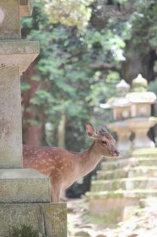 奈良公園シカ 奈良公園シカの写真