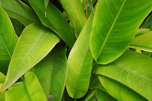 Photo, tropical, verde, planta, 