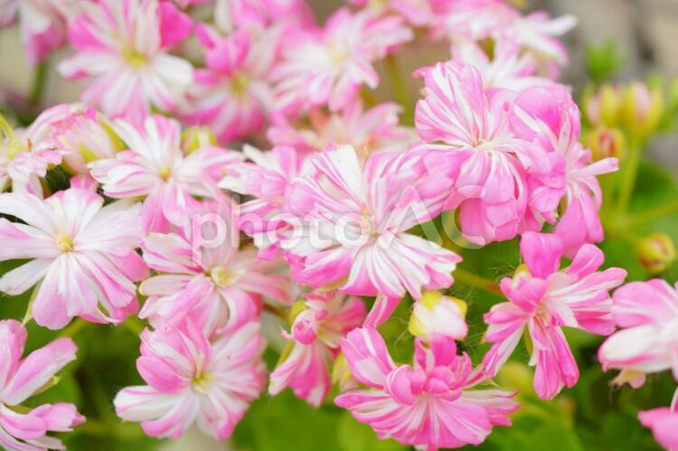ピンクの可愛いゼラニウム　 ゼラニウム,ピンク,花の写真素材